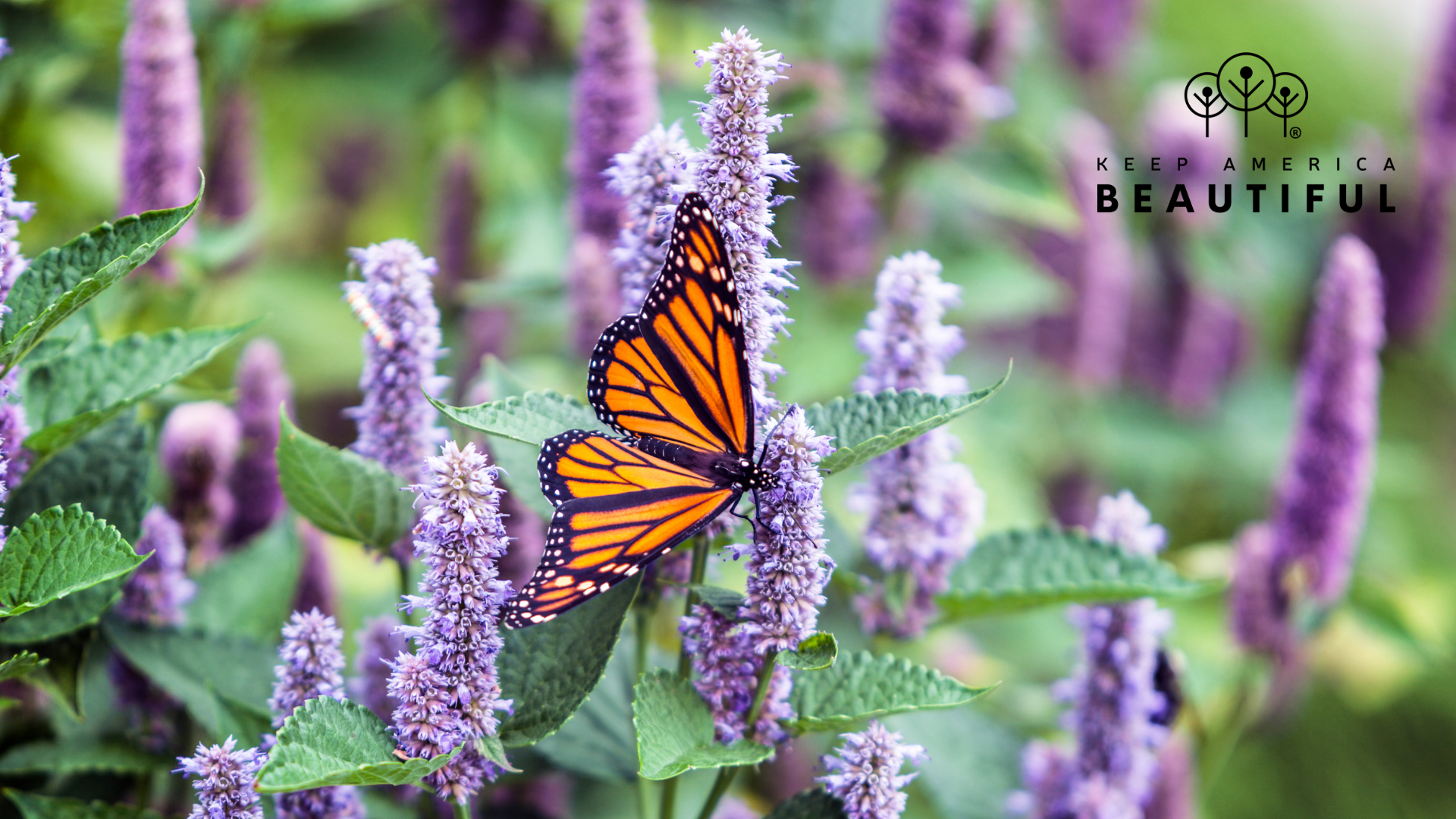 Grow Something Good: Native Plants for People and Pollinators